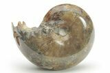 Polished Agatized Ammonite (Phylloceras?) Fossil - Madagascar #220405-1